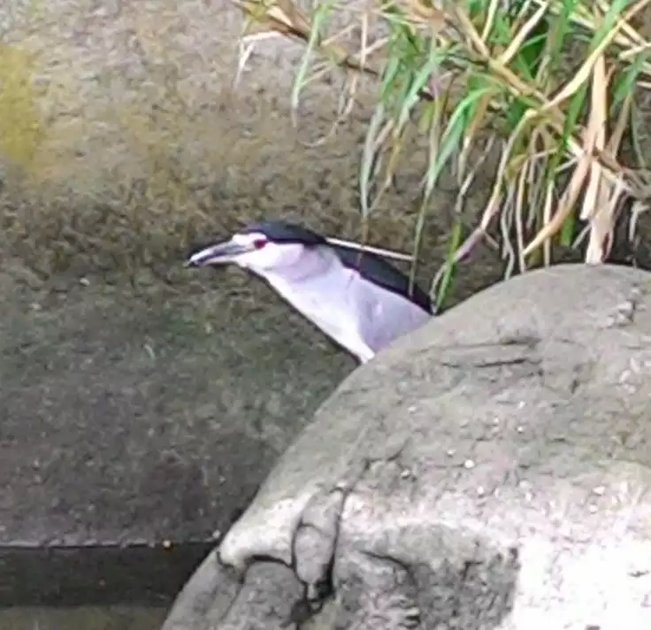 Sanchoume no Tama | Tama from Third Street 3